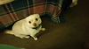 Roxie