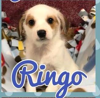 Ringo