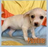 Pauline