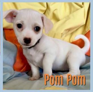 Pom Pom