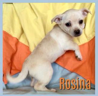 Rosina