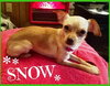 Snow