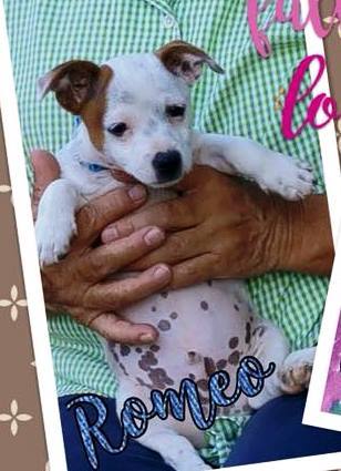 Romeo - Lover Boy Litter