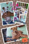 Romeo - Lover Boy Litter