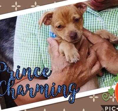 Prince Charming - Lover Boy Litter
