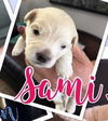 Sami