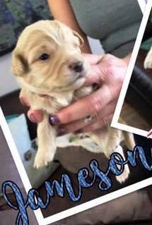 Jameson - Baxter Litter