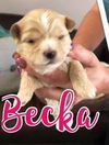 Becka