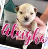 Aleigha