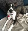 Pepper