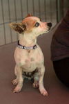 Darla - Little Rascals Litter