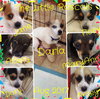 Dory - Little Rascals Litter