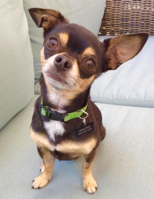 Peanut