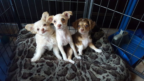 Sally - Peanuts Litter