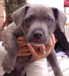 Rocco