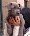 Rocco