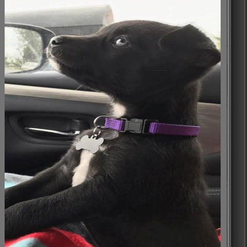Zoey