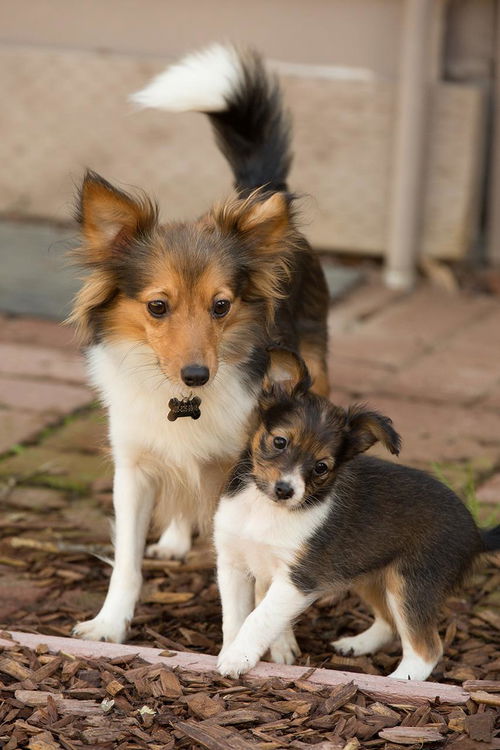 Jane - Jetson Litter