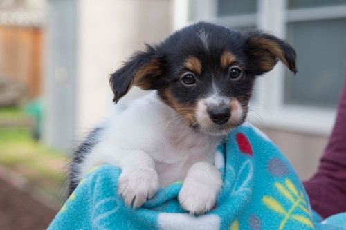 Astro - Jetson Litter