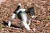 Astro - Jetson Litter