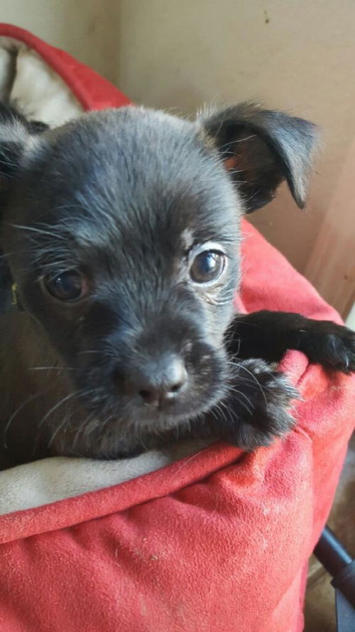 Nikita - Action Litter