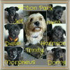 Donny - Action Litter