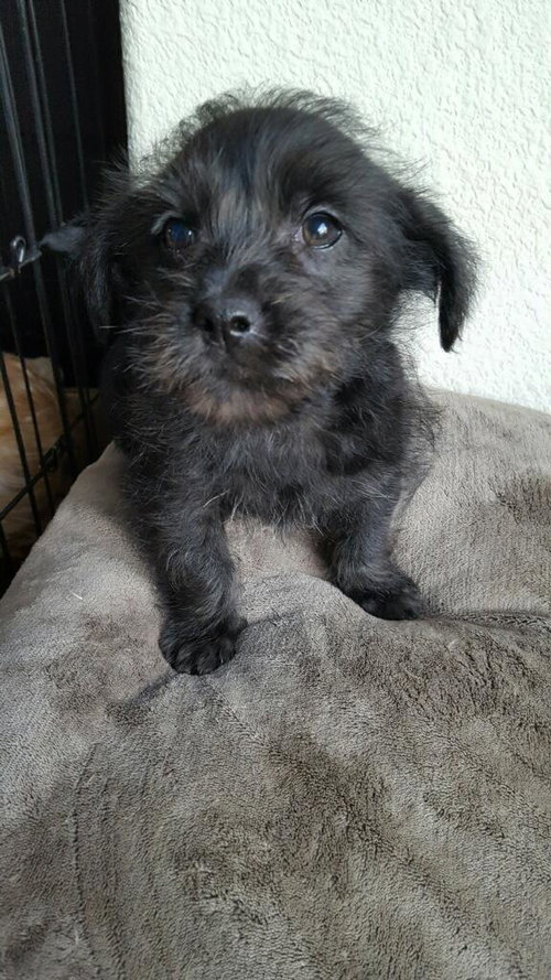 Diesel - Action Litter