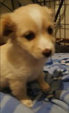 Nala