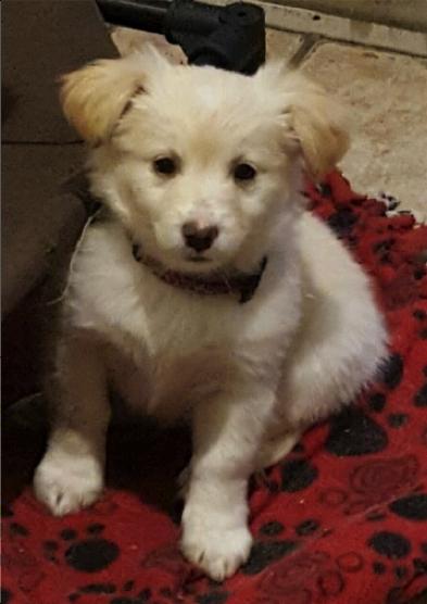 Simba - Lion King Litter