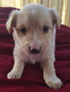 Simba - Lion King Litter