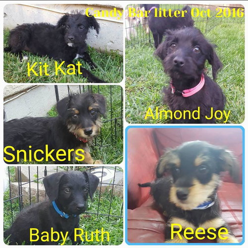 Snickers