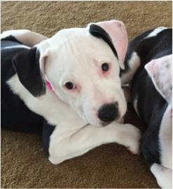 Stella