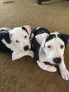 Stella