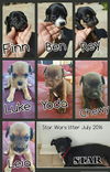 Yoda - Star Wars Litter