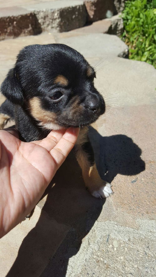Rey - Star Wars Litter