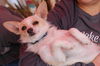 Templeton - Charlotte's Web Litter