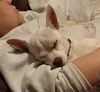 Wilbur - Charlotte's Web Litter