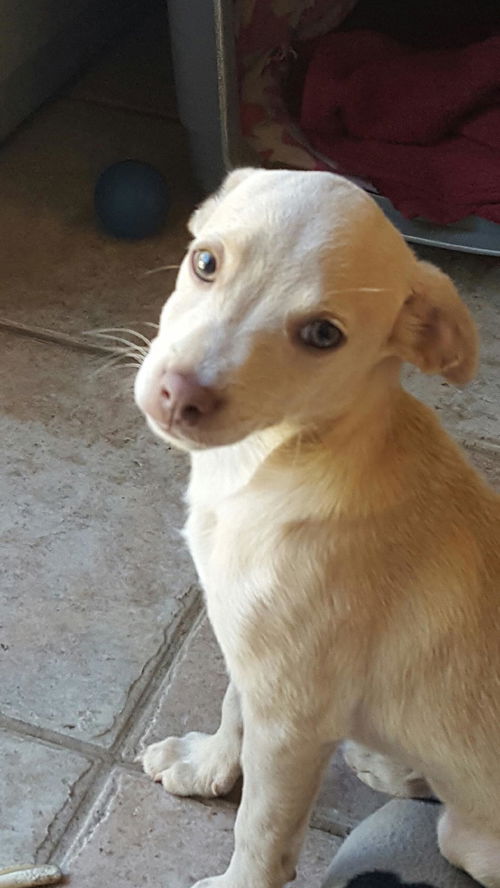 Oliver - super hero litter