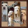 Peter - Super Hero Litter