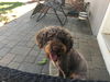 Ollie