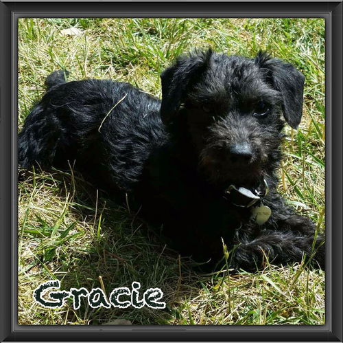 Gracie