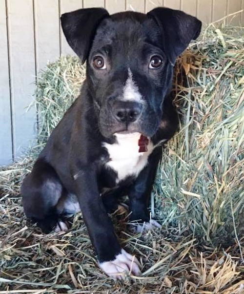 Archie