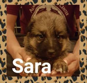 Sara