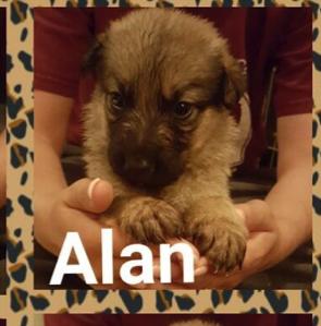 Alan