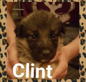 Clint