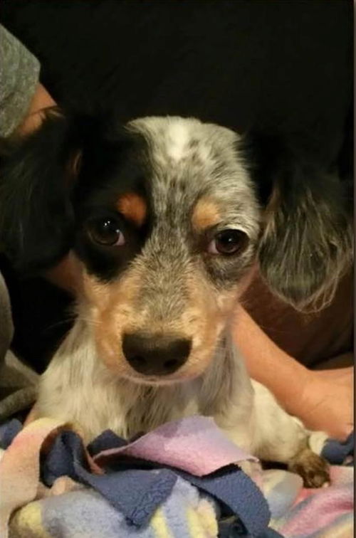 Rosie