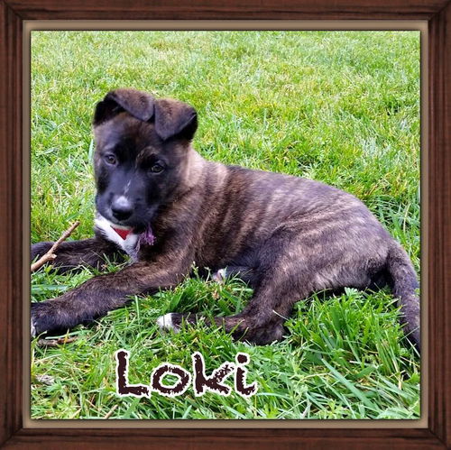 Loki