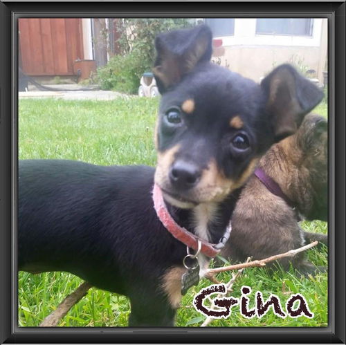 Gina