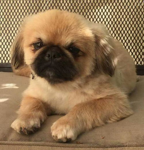 Winston