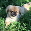 Winston